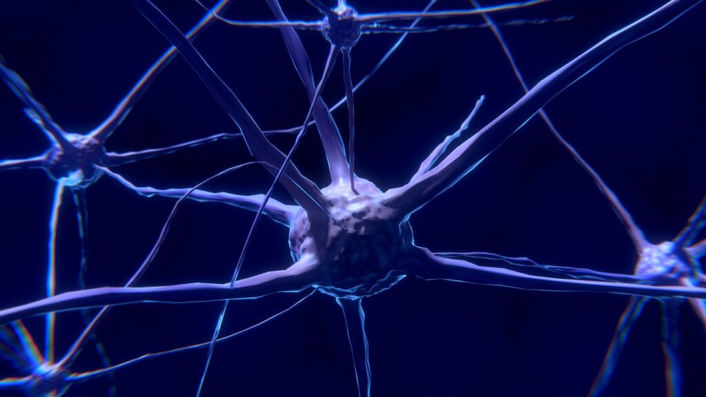 Représentation neuronale chez les femmes autistes et association avec le « camouflage compensatoire »
