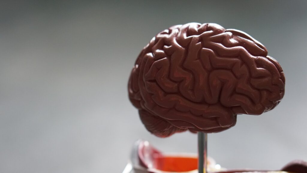 Des modèles de l’activité cérébrale pourraient permettre de repérer les femmes autistes
